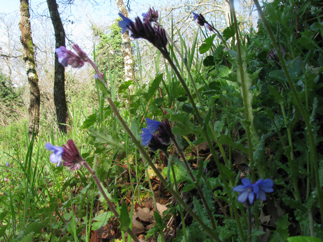 Anchusella cretica / Buglossa cretese