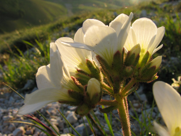 Saxifraga granulata