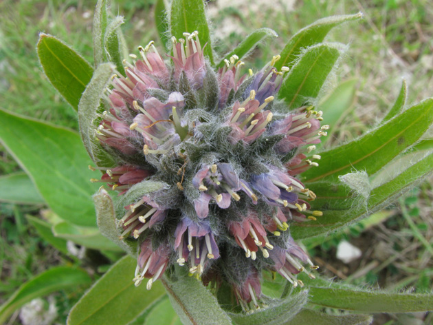 Cynoglossum apenninum (=Solenanthus apenninus) / Lingua di cane apenninica