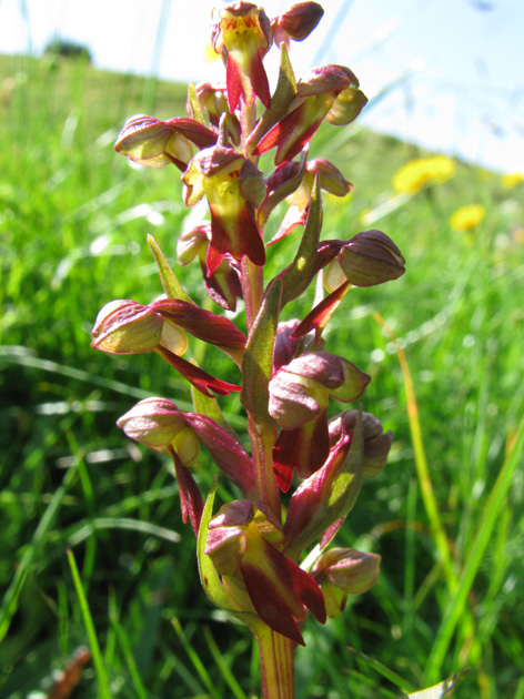 Orchis anthropophora?