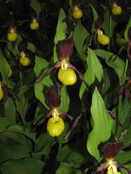 Cypripedium