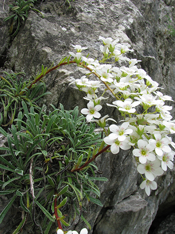 Saxifraga callosa