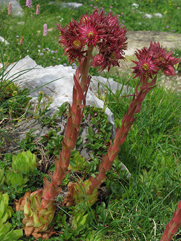 Sempervivum montanum subsp. burnatii  / Semprevivo di Burnat