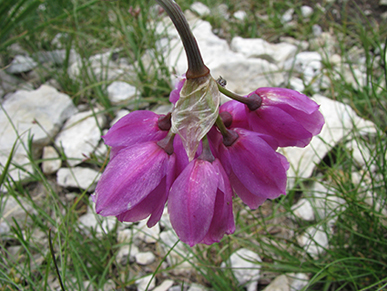 Allium narcissiflorum