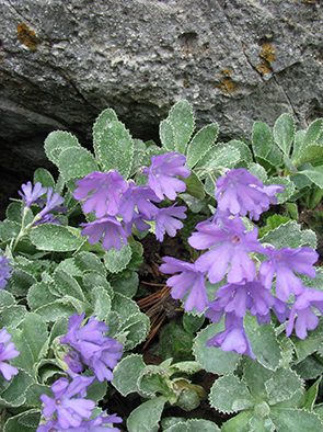 Primula marginata / Primula impolverata