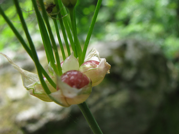 Allium roseum