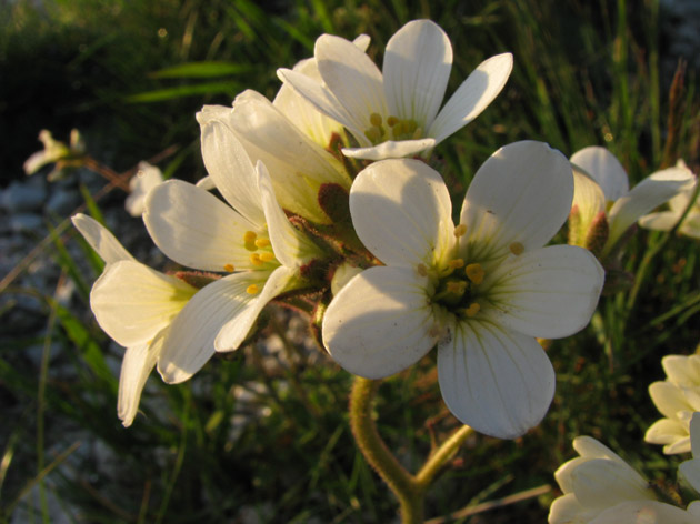 Saxifraga granulata