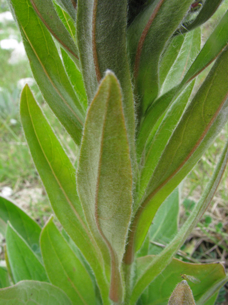 Cynoglossum apenninum (=Solenanthus apenninus) / Lingua di cane apenninica
