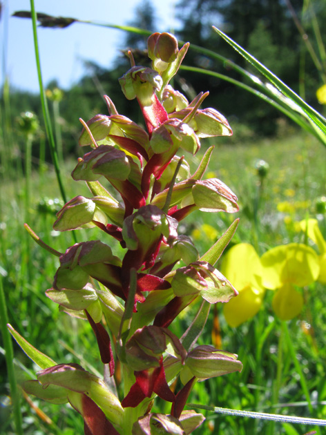 Orchis anthropophora?