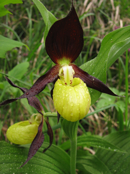 Cypripedium