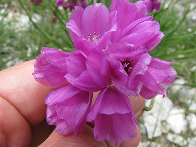 Allium narcissiflorum