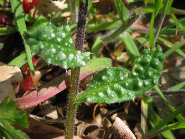 Anchusella cretica / Buglossa cretese