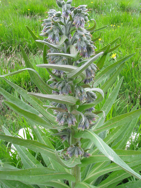 Cynoglossum apenninum (=Solenanthus apenninus) / Lingua di cane apenninica