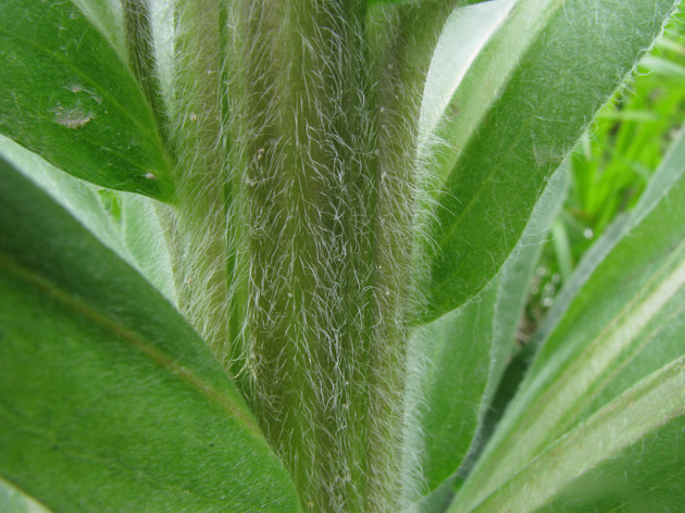 Cynoglossum apenninum (=Solenanthus apenninus) / Lingua di cane apenninica