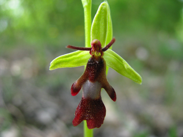 Orchidee del Garda 3