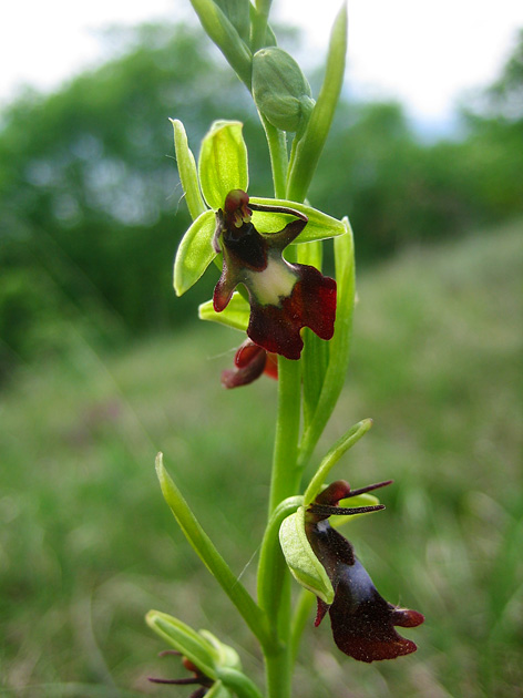 Orchidee del Garda 3