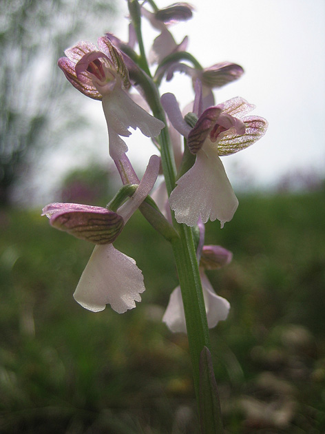 Orchidee del Garda 1