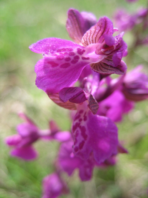 Orchidee del Garda 1