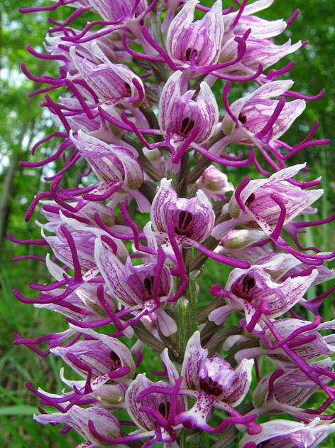 Orchis simia