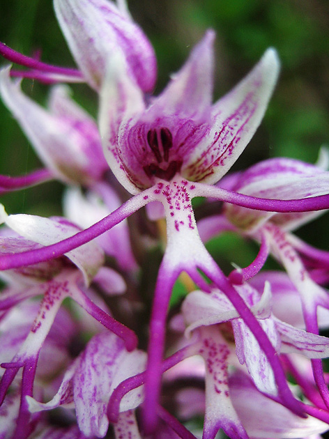 Orchis simia