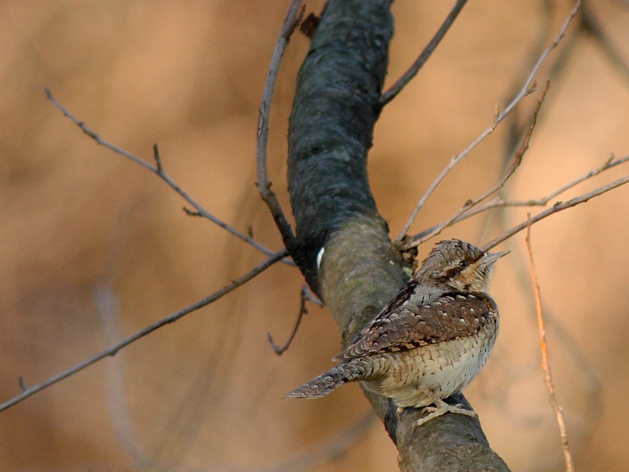 Torcicollo ( Jinx torquilla ) ...  un picchio ?