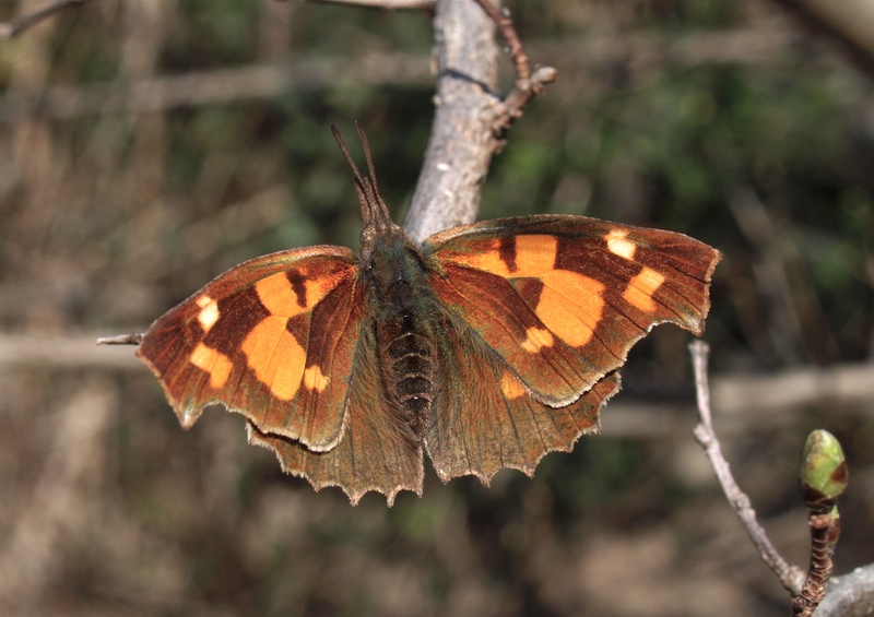 Libythea celtis