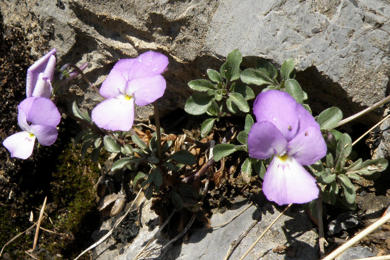 Viola calcarata L. s.l.