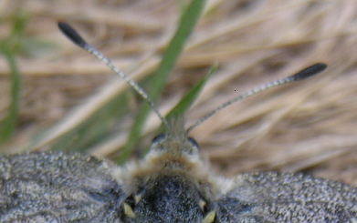 Parnassius apollo?