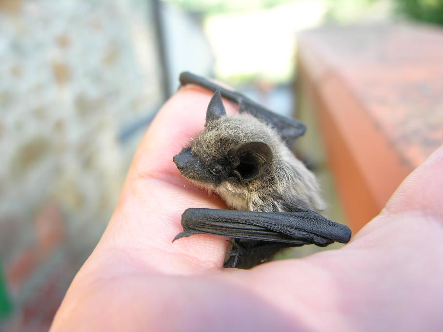 Pipistrello pipistrello, ti par bello...