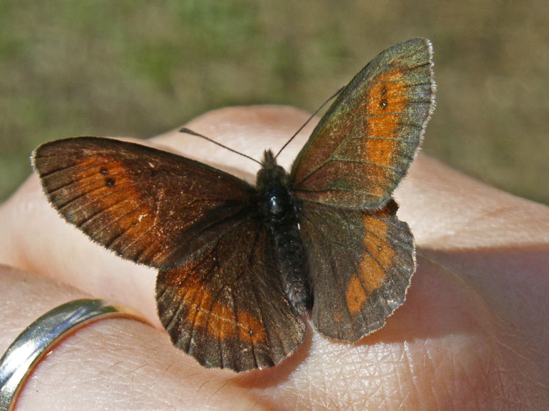 farfalle diurne