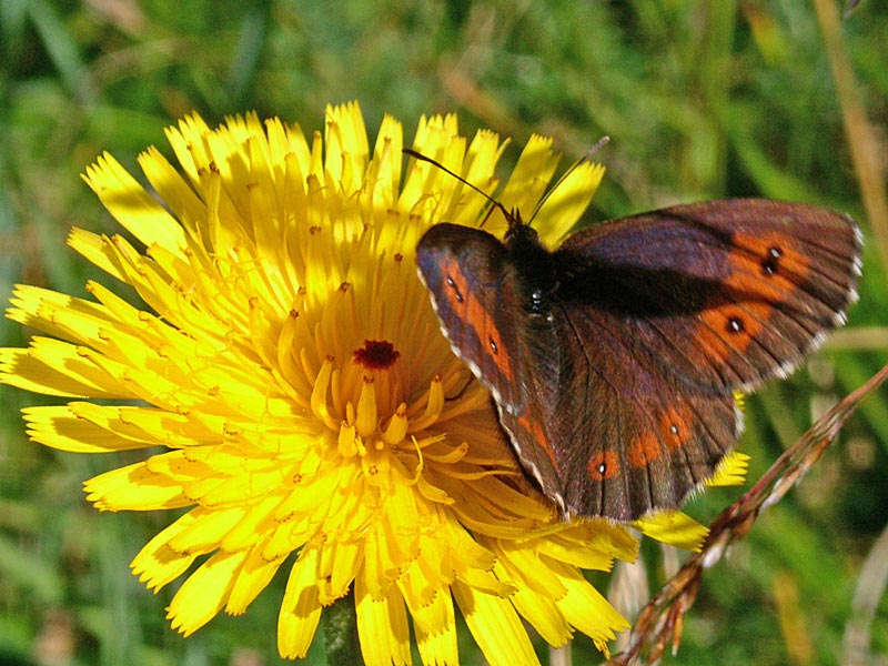 farfalle diurne