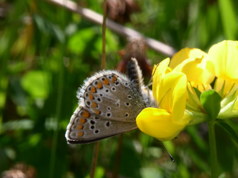 farfalle diurne