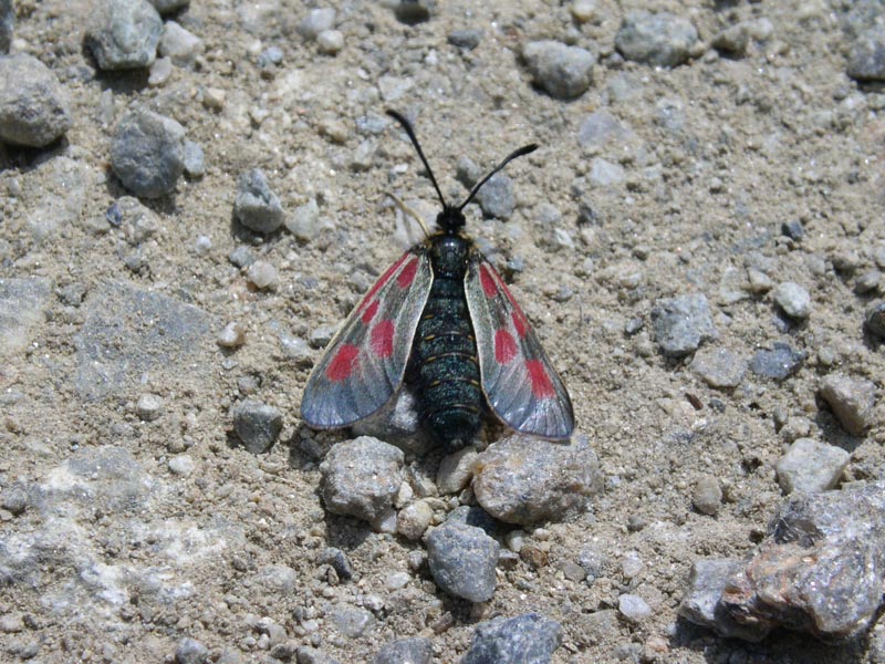 intruso? - Zygaena (Zygaena) exulans