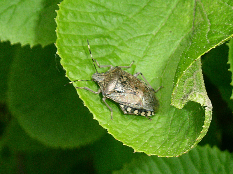 Pentatomidae: Rhaphigaster nebulosa  e Graphosoma lineatum italicum