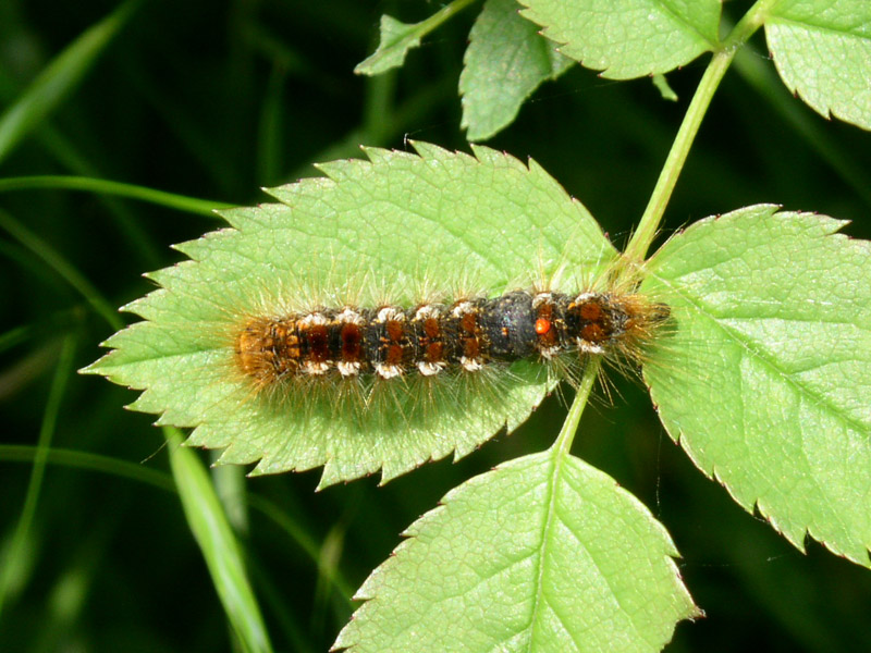 carrellata di bruchi