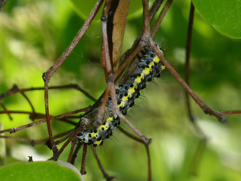 carrellata di bruchi