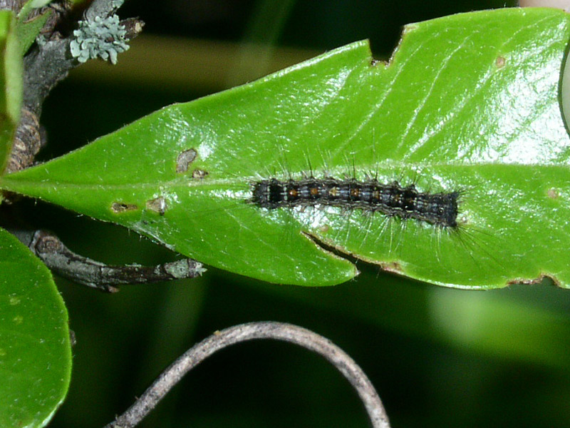 carrellata di bruchi