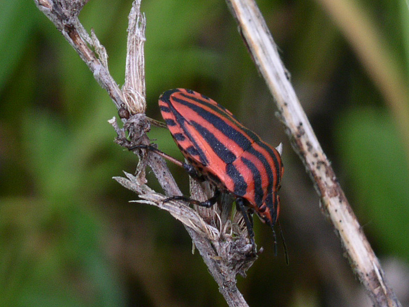 Pentatomidae: Rhaphigaster nebulosa  e Graphosoma lineatum italicum