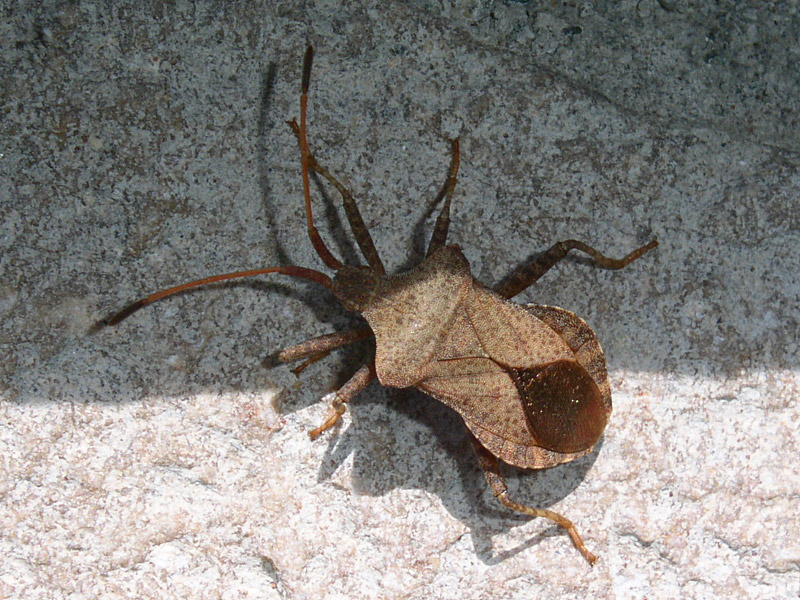 Coreidae: Coreus marginatus del Parmense