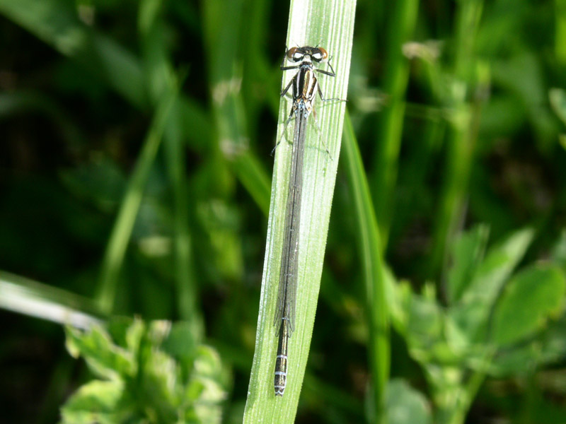 libellula da identificare