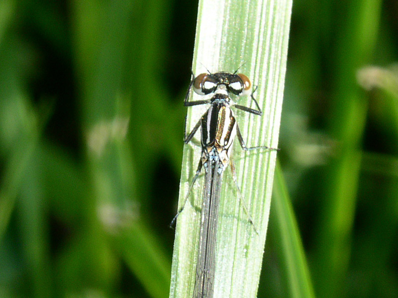 libellula da identificare