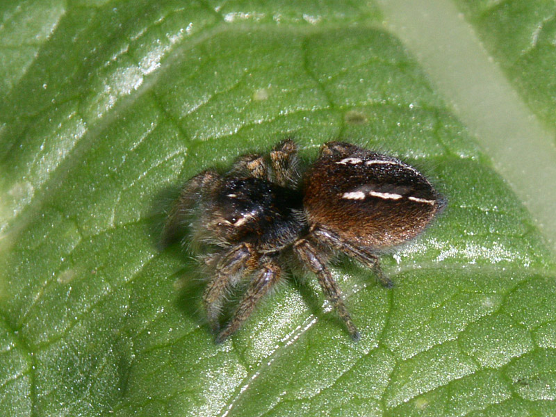 Philaeus chrysops