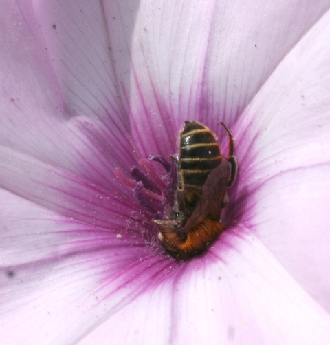 Apidae Megachilinae del convolvolo: Hoplitis perezi