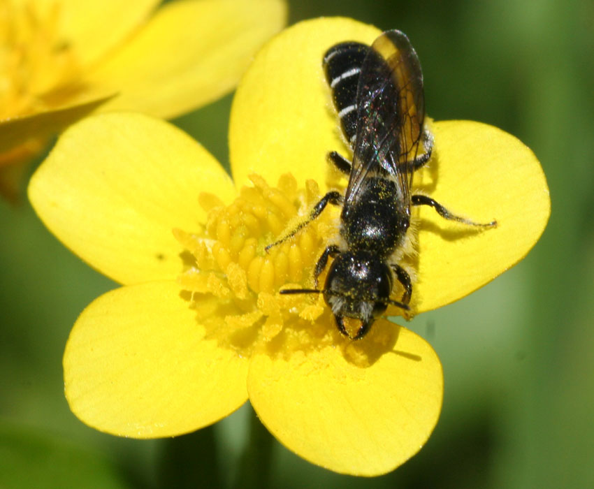 Chelostoma florisomne (Apidae Megachilinae).