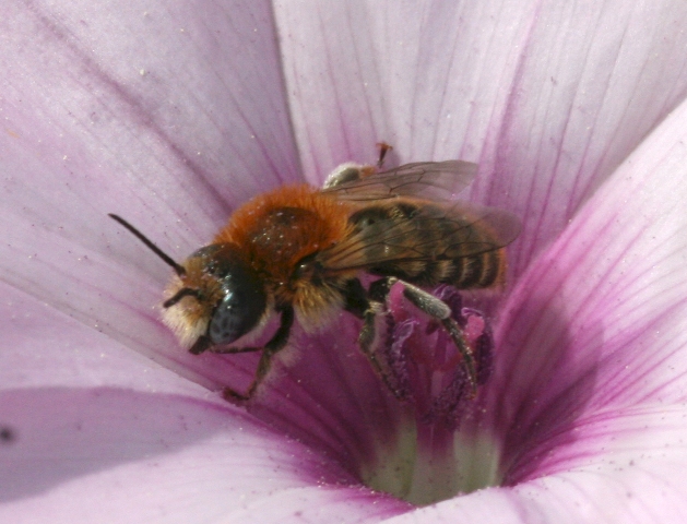 Apidae Megachilinae del convolvolo: Hoplitis perezi