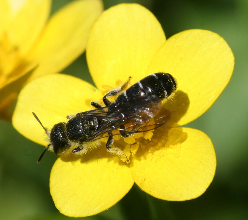 Chelostoma florisomne (Apidae Megachilinae).