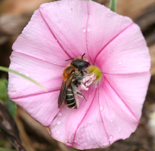 Apidae Megachilinae del convolvolo: Hoplitis perezi