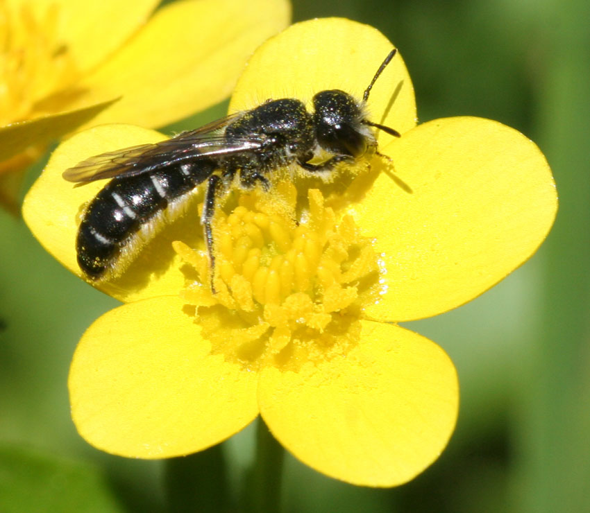 Chelostoma florisomne (Apidae Megachilinae).