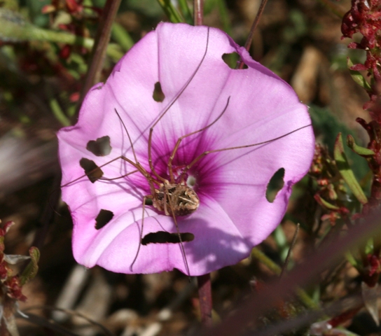 Apidae Megachilinae del convolvolo: Hoplitis perezi