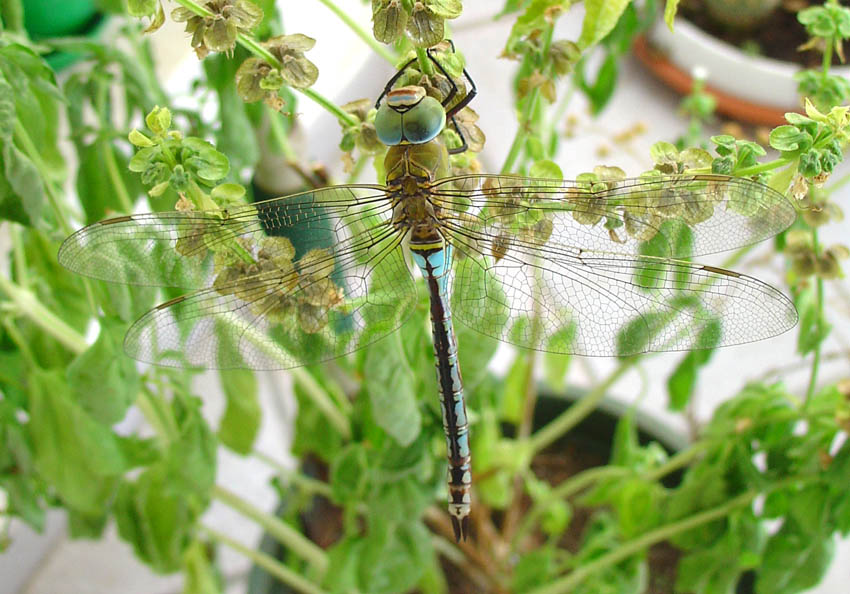 Anax parthenope femmina